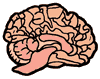 Brain Clipart
