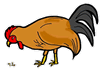 Hen Pecking Seed