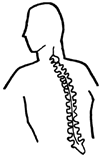 Spine Clipart