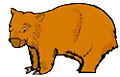 clipart wombat