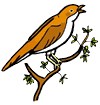 Nightingale on Branch