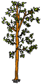 Split Leaf Maple Tree Clipart