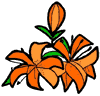 Tiger Lily Clipart