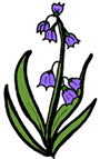 Bluebells Clipart