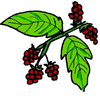 Berry Plant Clipart