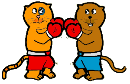 Boxing Cats