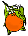 Tangerine / Orange
