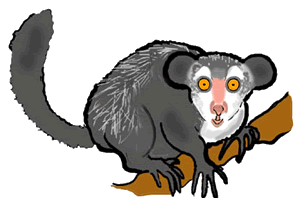Aye-Aye Lemur