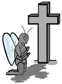 Praying Bug