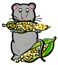 Mouse Eating Corn