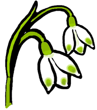 Snowdrop Flowers