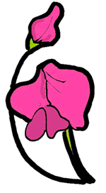 Sweet Pea