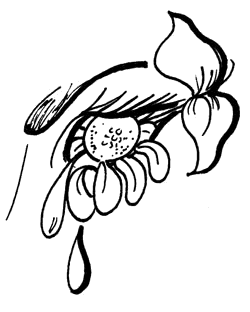 Flower in Eye Clipart