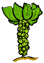 brussel sprout clipart