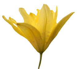 Yellow Lily
