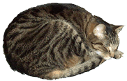 Sleeping Cat