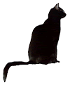 Black Cat Sitting