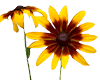Brown-Eyed Susan