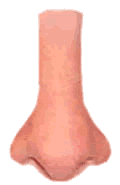 Nose