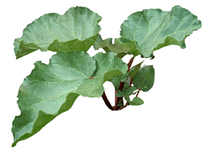 Rhubarb Leaves