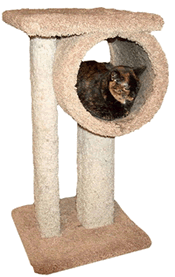 Cat in Scratching Post