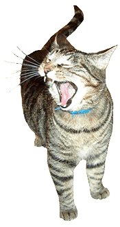 Yawning Cat