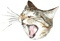 Yawning Cat Face