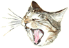 Cat Face Yawning
