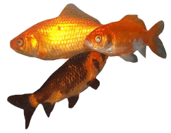 Group of Goldfish