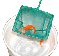Goldfish in Net and Bucket