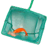 Goldfish in Net