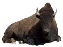 Bison