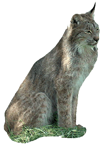 Lynx