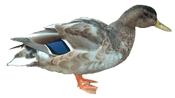 Crested Duck