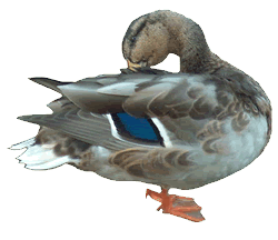 Crested Duck