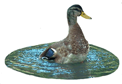 Crested Duck in Water