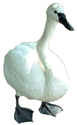 Tundra Swan