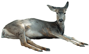 White Tailed Deer