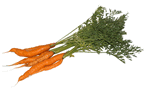 Carrots