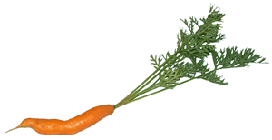 Carrot