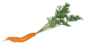 Carrot