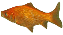 Goldfish