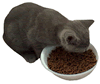 Grey Kitten Eating