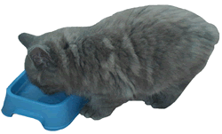 Grey Manx Kitten Drinking