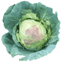 Cabbage Head