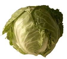 Cabbage Head