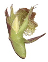 Corn on the Cobb