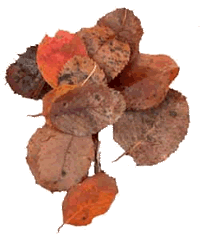 Brown Leaves