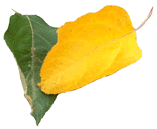 Yellow & Green Leaves