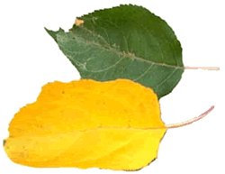 Yellow & Green Leaves